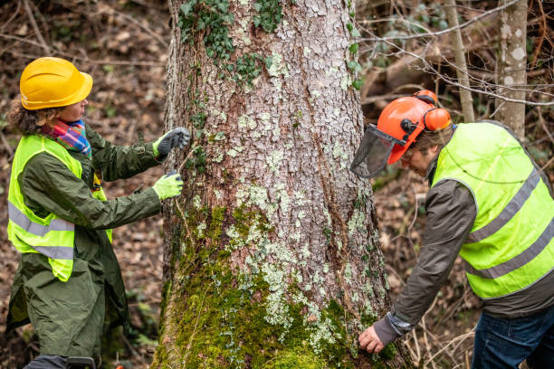 Best Tree and Shrub Care  in Verona, WI