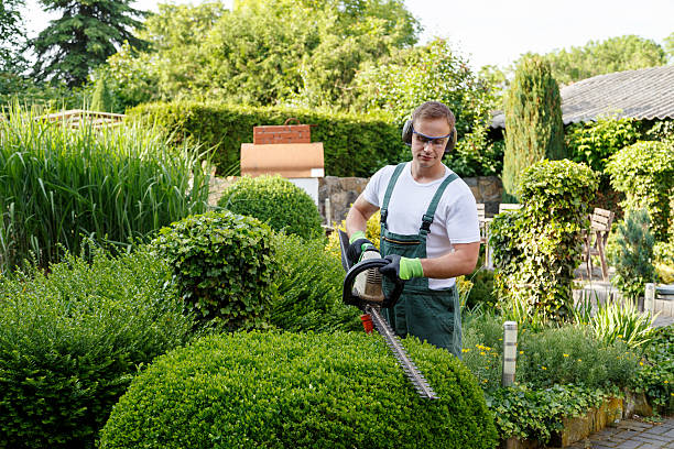 Best Residential Tree Removal  in Verona, WI