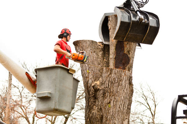 How Our Tree Care Process Works  in  Verona, WI